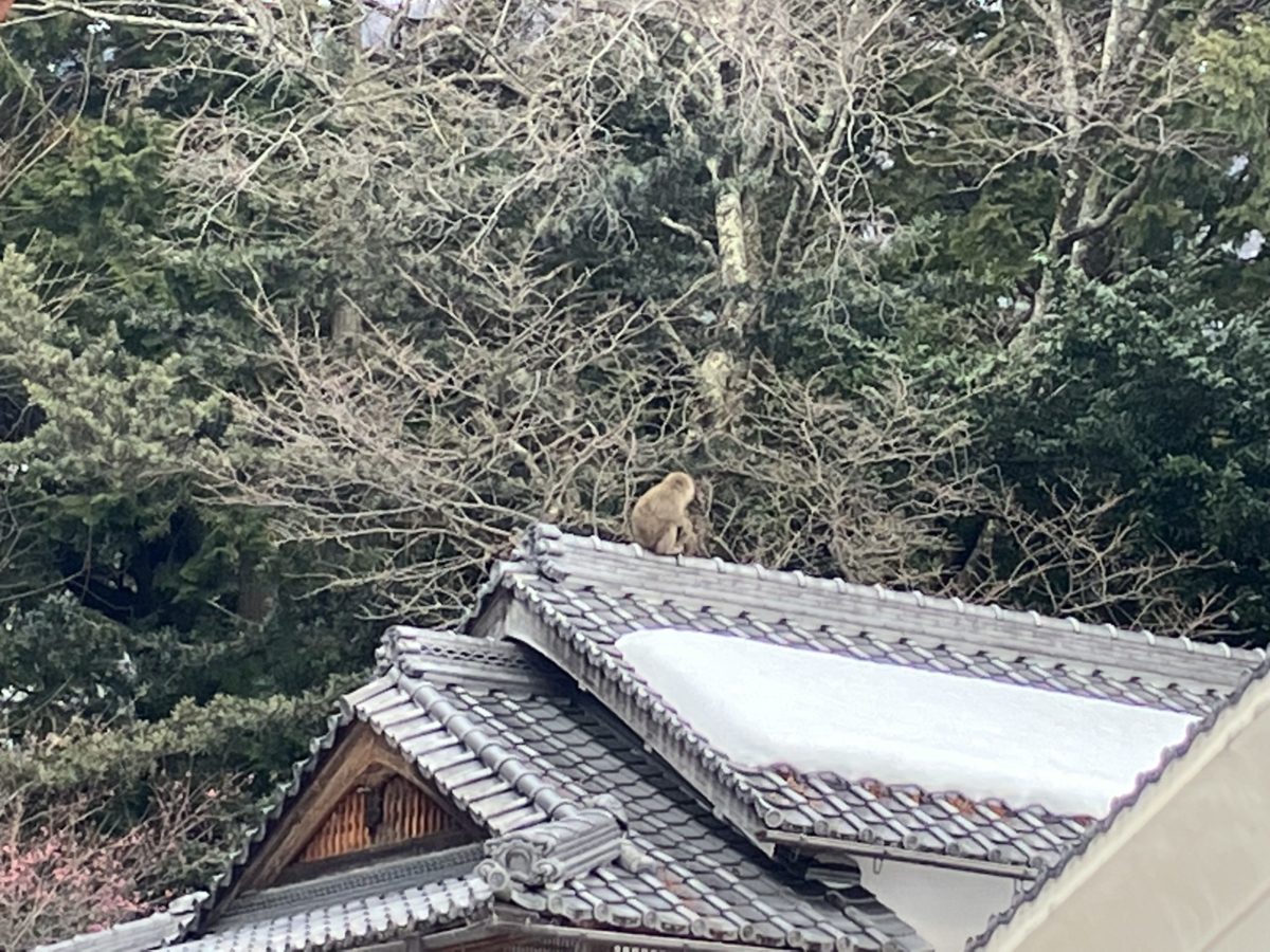 樹下神社の屋根にもおさるさん、のんびり感一杯でした。